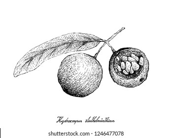 Tropical Fruit, Illustration of Hand Drawn Sketch Hydnocarpus Anthelminthicus Fruits Isolated on White Background.