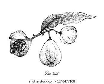 Tropical Fruit, Illustration of Hand Drawn Sketch Pittosporum Crassifolium or Karo Fruits Isolated on White Background. 
