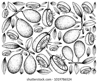 Tropical Fruit, Illustration Wallpaper Background of Hand Drawn Sketch of Fresh Ambarella or Spondias dulcis Fruits.