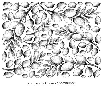 Tropical Fruit, Illustration Wallpaper Background of Hand Drawn Sketch of Fresh Elaeocarpus Hygrophilus Fruits.