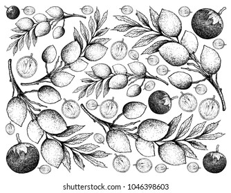 Tropical Fruit, Illustration Wallpaper Background Hand Drawn Sketch of Star Apple or Chrysophyllum Cainito and Elaeocarpus Hygrophilus Fruits.