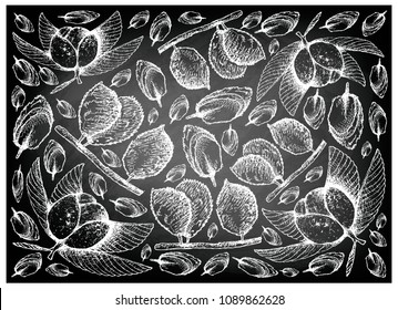 Tropical Fruit, Illustration Wallpaper Background of Hand Drawn Sketch Chalta, Elephant Apple or Dillenia Indica and Charichuelo or Garcinia Madruno Fruits on Black Chalkboard.
