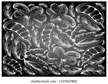 Tropical Fruit, Illustration Wallpaper Background of Hand Drawn Sketch of Cola Millenii and Dasymaschalon Lomentaceum Fruits on Black Chalkboard.
