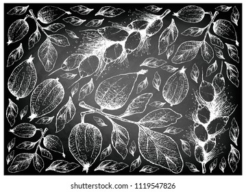 Tropical Fruit, Illustration Wallpaper Background of Hand Drawn Sketch Gardenia Erubescens and Barringtonia Edulis Fruits on Black Chalkboard.
