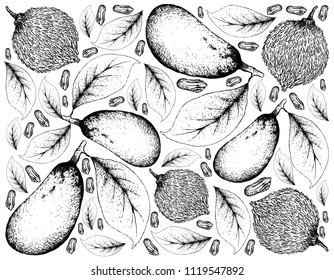 Tropical Fruit, Illustration Wallpaper Background of Hand Drawn Sketch Sour Bacuri or Garcinia Acuminata and Couepia Longipendula Fruits.
