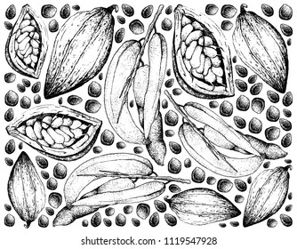 Tropical Fruit, Illustration Wallpaper Background of Hand Drawn Sketch Dead Man's Fingers, Decaisnea, Blue Bean Plant, Blue Sausage and Theobroma Cacao or Cocoa Fruits.