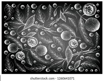Tropical Fruit, Illustration Wallpaper Background of Hand Drawn Sketch Hydnocarpus Anthelminthicus and Tabernanthe Iboga Fruits on Black Chalkboard.