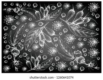 Tropical Fruit, Illustration Wallpaper Background of Hand Drawn Sketch of Goiaba de Anta, Mess Apple or Bellucia Grossularioides and Giant Lau Lau or Eugenia Megacarpa Fruits on Black Chalkboard.
