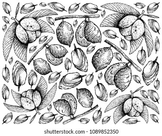 Tropical Fruit, Illustration Wallpaper of Hand Drawn Sketch Chalta, Elephant Apple or Dillenia Indica and Charichuelo or Garcinia Madruno Fruits Isolated on White Background. 