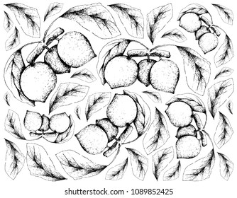 Tropical Fruit, Illustration Wallpaper of Hand Drawn Sketch Bacupari or Garcinia Gardneriana Fruits Hanging on Tree Bunch Isolated on White Background.