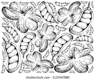 Tropical Fruit, Illustration Wallpaper of Hand Drawn Sketch Cola Millenii Fruits Hanging on Tree Bunch Isolated on White Background.
