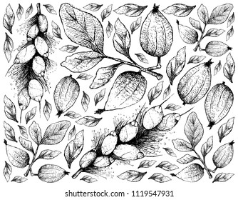 Tropical Fruit, Illustration Wallpaper of Hand Drawn Sketch Gardenia Erubescens and Barringtonia Edulis Fruits Isolated on White Background
