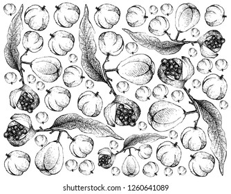 Tropical Fruit, Illustration Wallpaper of Hand Drawn Sketch Pittosporum Crassifolium or Karo Fruits Isolated on White Background. 