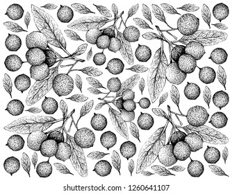 Tropical Fruit, Illustration Wallpaper of Hand Drawn Sketch Ripe and Sweet Hanza or Boscia Senegalensis Fruits Isolated on White Background.
