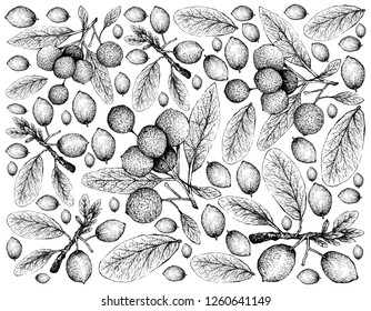 Tropical Fruit, Illustration Wallpaper of Hand Drawn Sketch Imbe, African Mangosteen or Garcinia Livingstonei and Hanza or Boscia Senegalensis Fruits Isolated on White Background.