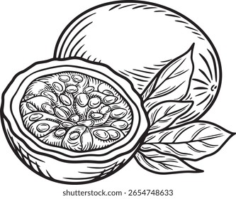 Tropical Fruit Line Drawing - Passion Fruit Sketch Vektorgrafik mit transparentem Hintergrund