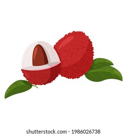 Tropical fruit lychee with bone isolated on white background. Fresh exotic berry vector illustration.