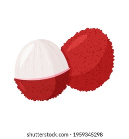 Tropical fruit lychee isolated on white background. Fresh exotic berry vector illustration.