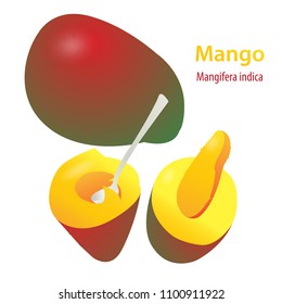 Tropical fruit of mango. Wet tropical rainforest of India. A useful fruit for women's health. Mango juice. 1