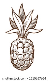 Tropical fruit pineapple isolated sketch food summer drink vector organic plant dessert ingredient ananas beach and exotic country product sweet natural juice growing and cultivation cooking.