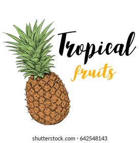 Tropical Fruit Pineapple Sketch Color Hand Drawing. Pineapple illustration