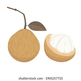 Tropical fruit Santo; vector item fruit