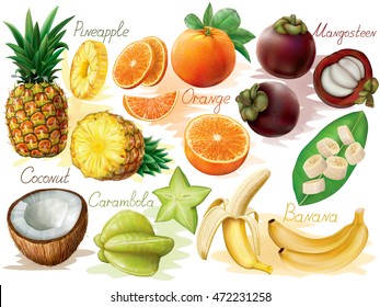 Tropical fruit set on white background. Vector illustration