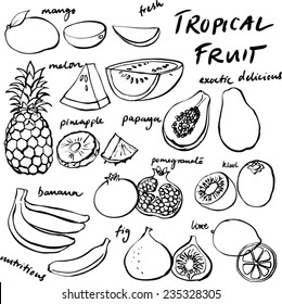 Tropical fruit set vector drawing