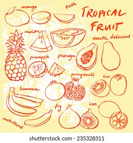 Tropical fruit set vector drawing