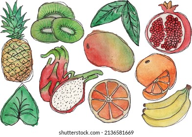 Tropical fruit watercolor style vector illustration