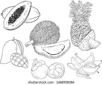 tropical fruits drawing vector line