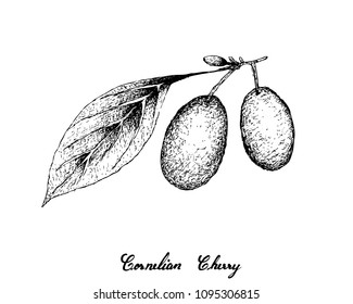 Tropical Fruits, Fresh Cornelian Cherries or Cornus Mas Fruits Hanging on Tree Branch Isolated on White Background. Large Amounts of Antioxidants and Protection Against Chronic Disease. svg