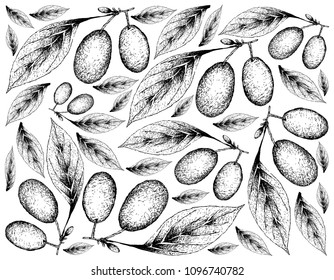 Tropical Fruits, Fresh Cornelian Cherries or Cornus Mas Fruits Hanging on Tree Branch Isolated on White Background. Large Amounts of Antioxidants and Protection Against Chronic Disease.
