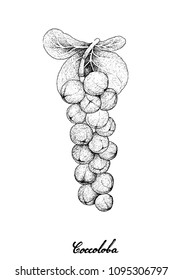 Tropical Fruits, Fresh Seagrape, Baygrape or Coccoloba Uvifera Fruits Hanging on Tree Branch Isolated on White Background. High in Vitamin A, B, C, K and Beta Carotene. 