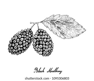 Tropical Fruits,  Fresh Sweet Black Mulberries Hanging on Tree Branch