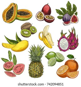 Tropical fruits. Guava, passion fruit, figs, kiwi, mango, banana, pitahaya, guava, pineapple, lime, orange. Full color realistic sketch vector illustration. Hand drawn painted illustration.