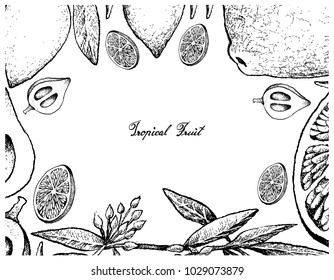 Tropical Fruits, Illustration Frame of Hand Drawn Sketch Fresh and Ripe Limes with Canistel, Sapote or Eggfruit Isolated on White Background.