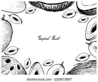 Tropical Fruits, Illustration Frame of Hand Drawn Sketch Sapodilla Plum or Manilkara Zapota Fruits Isolated on White Background.
