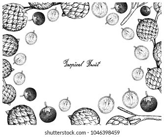 Tropical Fruits, Illustration Frame of Hand Drawn Bunch of Sketch Star Apple or Chrysophyllum Cainito and Rattan Fruits Isolated on A White Background.
