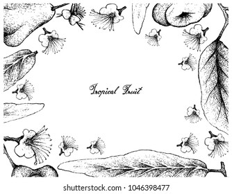 Botanical Illustration Hand Drawn Plants Herbal Stock Vector (Royalty ...