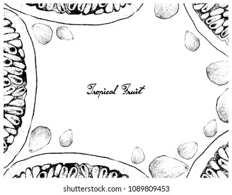 Tropical Fruits, Illustration Frame of Hand Drawn Sketch of Banana Passionfruit or Passiflora Mollissima and Cempedak or Artocarpus Integer Fruits Isolated on A White Background. 