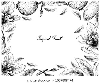 Tropical Fruits, Illustration Frame of Hand Drawn Sketch of Banana Passionfruit or Passiflora Mollissima and Borojo or Alibertia Patinoi Fruits Isolated on A White Background. 