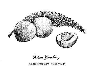 Tropical Fruits, Illustration of Hand Drawn Sketch Fresh Indian Gooseberry Isolated on White Background.