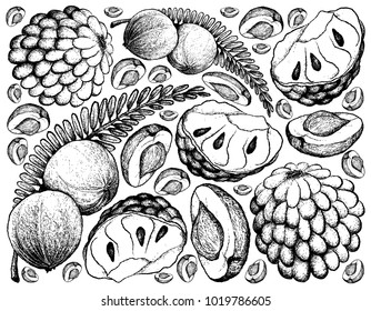 Tropical Fruits, Illustration of Hand Drawn Sketch Fresh Indian Gooseberry and Custard Apple Isolated on White Background. 
