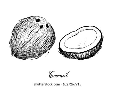 Tropical Fruits, Illustration of Hand Drawn Sketch Coconut or Ocos Nucifera Fruits Isolated on White Background.