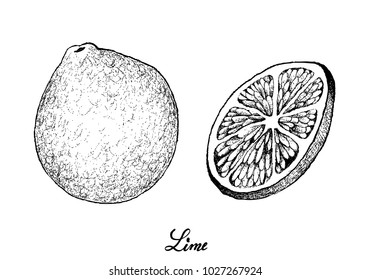 Tropical Fruits, Illustration of Hand Drawn Sketch Fresh and Ripe Limes with Juicy Slice of Limes Isolated on White Background.