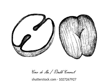 Tropical Fruits, Illustration of Hand Drawn Sketch Coco de Mer or Double Coconut Fruits Isolated on White Background.