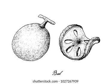 Tropical Fruits, Illustration of Hand Drawn Sketch Bael, Bengal Quince, Wood Apple or Aegle Marmelos Fruits Isolated on White Background.