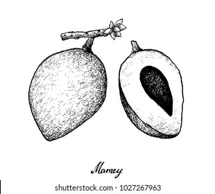 Tropical Fruits, Illustration of Hand Drawn Sketch Mamey Sapote or Pouteria Sapota Fruits Isolated on White Background.