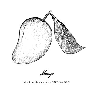 Tropical Fruits, Illustration of Hand Drawn Sketch Fresh Ripe Mango Fruits Isolated on White Background.